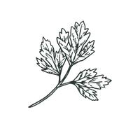 Wormwood Extract