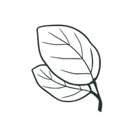 Oregano